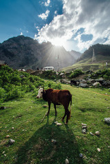 Ox stand on ground alone with sun light 