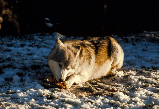 Loup, canis lupus