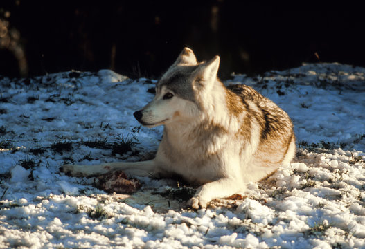 Loup, canis lupus
