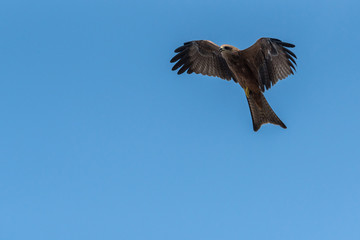 Black Kite Flying in sunny day