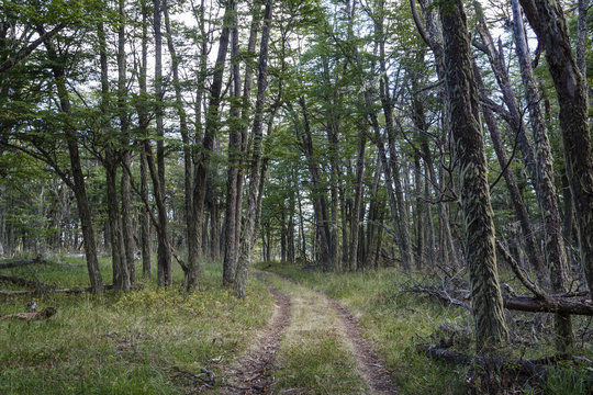 Forrest at the Chacabuco Valley, Parque Patagonia, AysŽn Region, Chile.