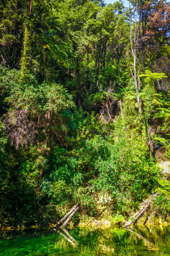 River in Abel Tasman National Park, New Zealand