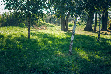 nature outdoor park place with soft focus birch trees in morning sunny colorful time