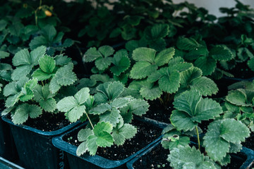 Green plants in plastic pots for gardening
