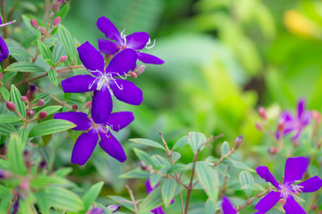 Colorful flowers for hanging to decorate the garden. Beautiful flower blur garden background.