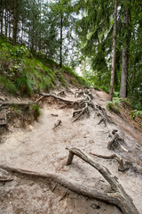 forest near ruin of the Valdstejn gothic castle