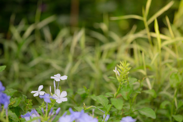 Colorful flowers for hanging to decorate the garden. Beautiful flower blur garden background.