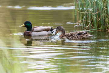 Obraz premium Mallard Duck in the lake with some grass in Scotland. closeup shot swiming
