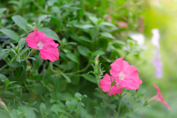 Colorful flowers for hanging to decorate the garden. Beautiful flower blur garden background.