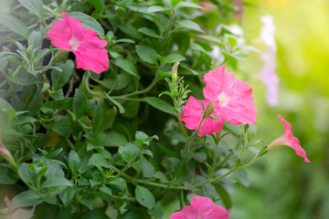 Colorful flowers for hanging to decorate the garden. Beautiful flower blur garden background.