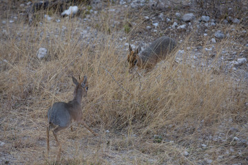 antelope in the savanna in africa