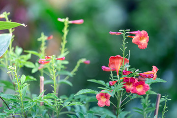 Colorful flowers for hanging to decorate the garden. Beautiful flower blur garden background.