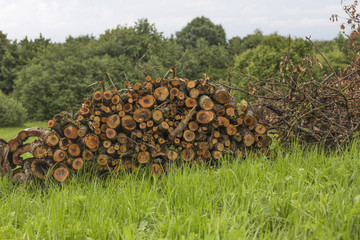 Firewood stacked on grass under the open sky