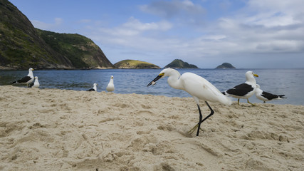 Animal behavior, the competition for eat, of the gulls Larus dominicanus and egrets Egretta thula occur beach of Itaipu, in Niterói, Rio de Janeiro, Brazil.