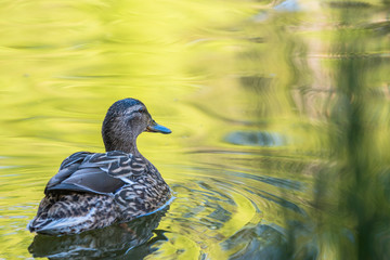 Mallard Duck in the lake with some grass in Scotland. closeup shot swiming