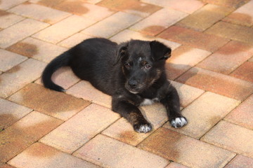 Cagnolino © sissina18