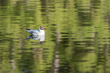  Black headed gull Swiming in a lake in scotland in all directions.
