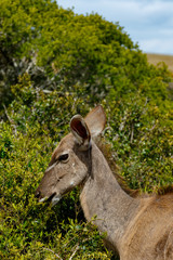 Kudu standing and eating on a branch