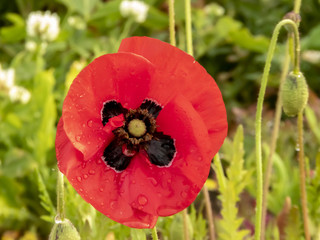 red poppy in field