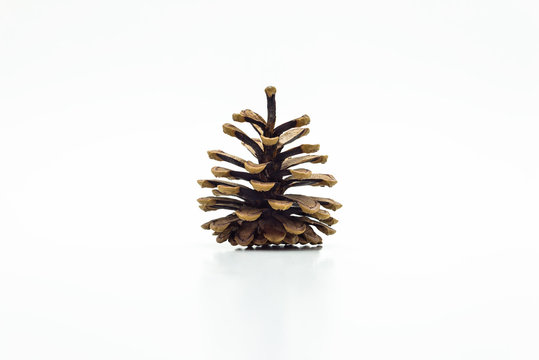 One pine cone isolated on a white background with a clipping path.