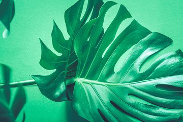 monster leaves on a green background