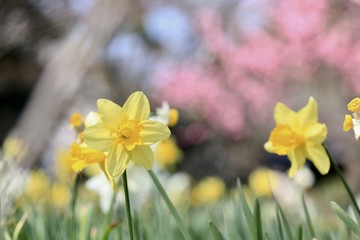 【春の風景】スイセン
