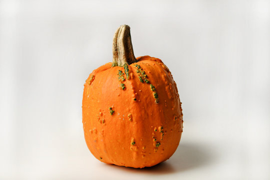 hokkaidok&uuml;rbis k&uuml;rbis halloween ernte herbst lekcer speisekr&uuml;rbis