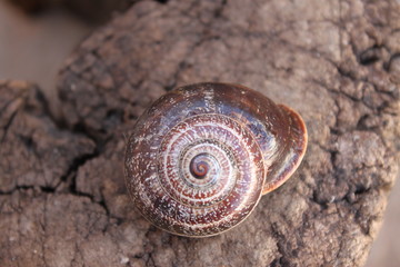 escargot