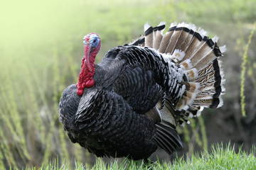 wild turkey