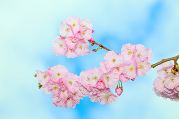 Cherry blossoms in the city Park. Pink Blossoms in Central Park Landscape