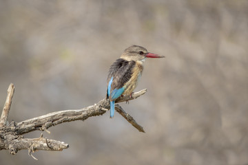 Brown Hooded Kingfisher