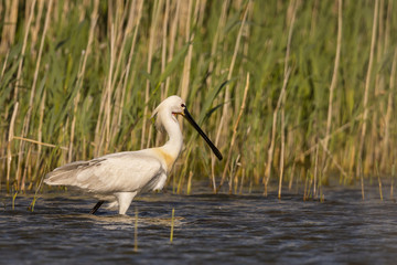 Spatule blanche - Platalea leucorodia - Eurasian Spoonbill