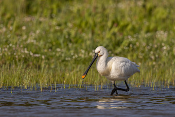 Spatule blanche - Platalea leucorodia - Eurasian Spoonbill