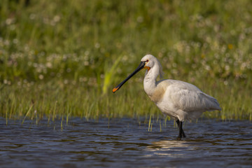 Spatule blanche - Platalea leucorodia - Eurasian Spoonbill