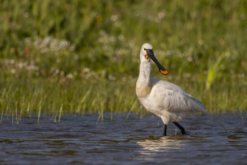 Spatule blanche - Platalea leucorodia - Eurasian Spoonbill