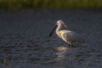 Spatule blanche - Platalea leucorodia - Eurasian Spoonbill