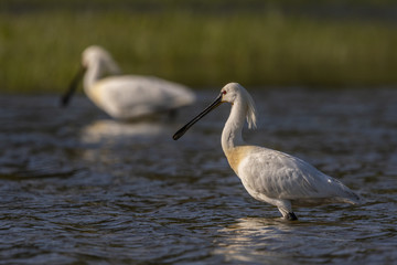 Spatule blanche - Platalea leucorodia - Eurasian Spoonbill