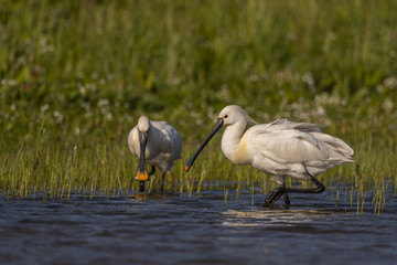 Spatule blanche - Platalea leucorodia - Eurasian Spoonbill