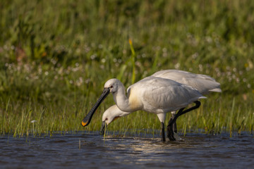 Spatule blanche - Platalea leucorodia - Eurasian Spoonbill