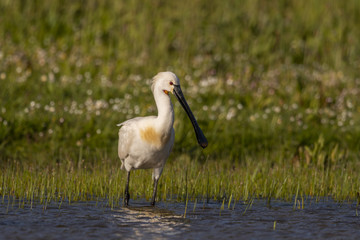 Spatule blanche - Platalea leucorodia - Eurasian Spoonbill