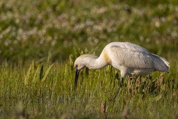 Spatule blanche - Platalea leucorodia - Eurasian Spoonbill
