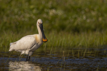 Spatule blanche - Platalea leucorodia - Eurasian Spoonbill
