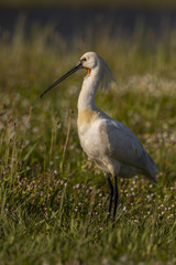 Spatule blanche - Platalea leucorodia - Eurasian Spoonbill