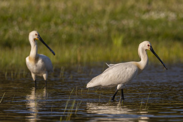 Spatule blanche - Platalea leucorodia - Eurasian Spoonbill
