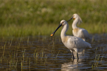 Spatule blanche - Platalea leucorodia - Eurasian Spoonbill