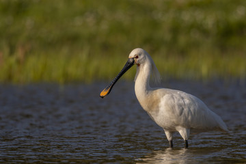 Spatule blanche - Platalea leucorodia - Eurasian Spoonbill