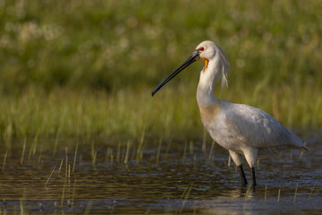 Spatule blanche - Platalea leucorodia - Eurasian Spoonbill