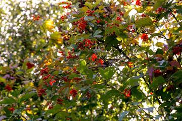 bunches of red viburnum