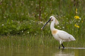 Spatule blanche - Platalea leucorodia - Eurasian Spoonbill