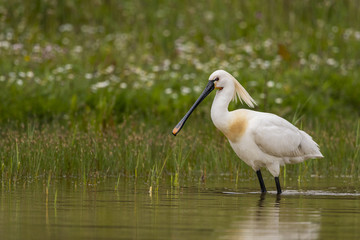 Spatule blanche - Platalea leucorodia - Eurasian Spoonbill